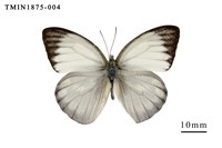 藏品(淡褐脈粉蝶)的圖片